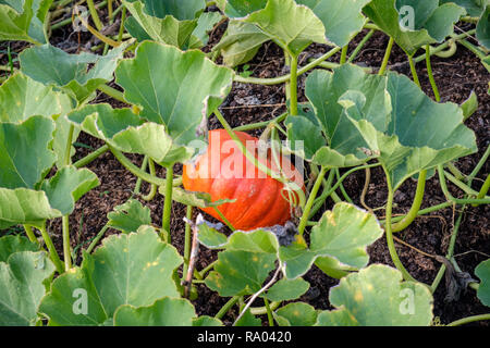 Rouge d'Estampe Kürbisse wachsen auf eine Zuteilung, Großbritannien Stockfoto