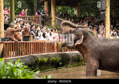 Singapur, Dezember 2018: Asiatischer Elefant, Elephas maximus, unterhaltsam im Zoo. Stockfoto