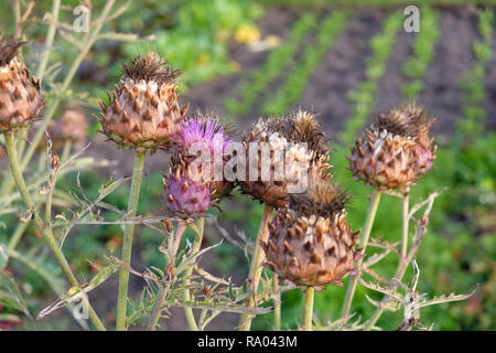 Blume Staats Cardoon (Cynara Cardunculus), auch genannt die Artischocke, wächst an einer Zuteilung, Großbritannien Stockfoto