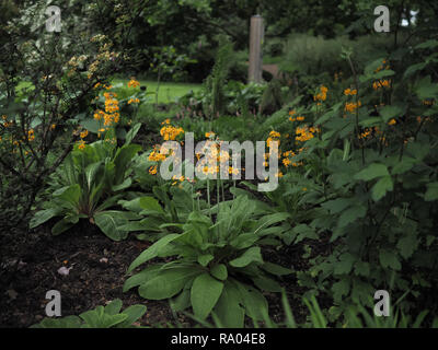 Orange primel Primula japonica Pflanzen Stockfoto