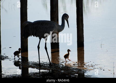 Sand Hill Kran mit Babys Stockfoto