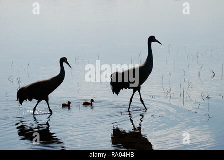 Sand Hill Kran mit Babys Stockfoto