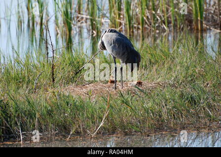 Sand Hill Kran mit Babys Stockfoto