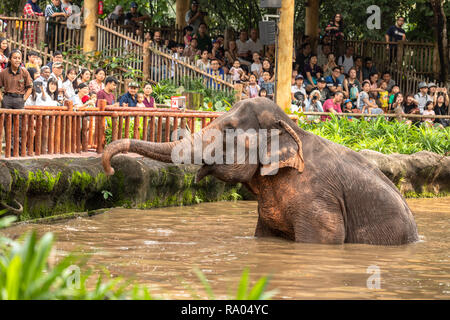 Singapur, Dezember 2018: Asiatischer Elefant, Elephas maximus, unterhaltsam im Zoo. Stockfoto