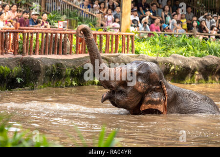Singapur, Dezember 2018: Asiatischer Elefant, Elephas maximus, unterhaltsam im Zoo. Stockfoto