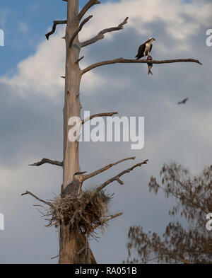 Eine osprey isst ein Fisch während ein Great Blue Heron auf von seinem Nest aussieht. Stockfoto