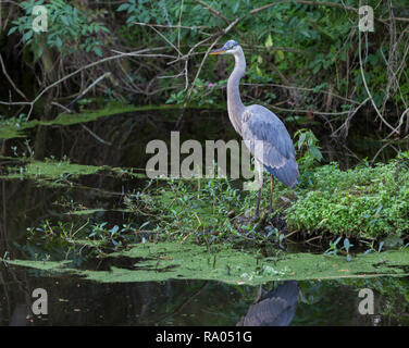 Ein Great Blue Heron (Ardea herodias) in einem Florida Feuchtgebiet. Stockfoto