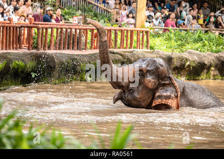 Singapur, Dezember 2018: Asiatischer Elefant, Elephas maximus, Baden im Zoo. Stockfoto