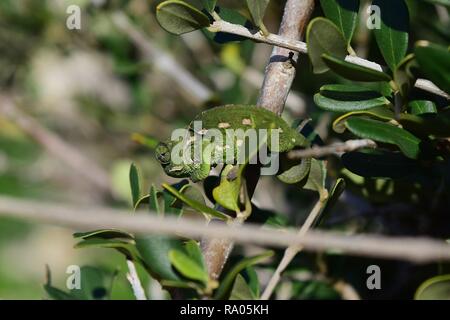 Ein baby kinder Mediterrane Chameleon (Chamaeleo chamaeleon) langsam auf einen Olivenbaum Olea Europaea Zweig Zweig, Grün in Malta getarnt Stockfoto