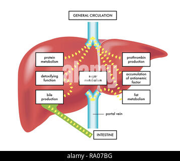 Eine Darstellung der wichtigsten Funktionen und die Anatomie der menschlichen Leber. Stockfoto