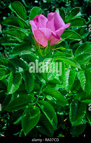Rosa rugosa cv. Scabrosa, Rosaceae, buschige Strauch; Rugosa Hybride, hell rosa einfache Blume. Stockfoto