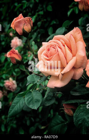 Rosa cv. Looping; Rosaceae; Klettern; shurb Large-Flowered Kletterer; Orange blend gefüllte Blüte. Stockfoto