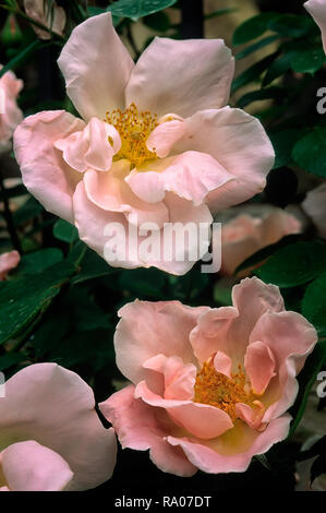 Rosa cv. Amor; Rosaceae; Klettern; shurb Hybrid Tea Kl., Large-Flowered Kletterer; Hellrosa halbgefüllte Blüte. Stockfoto