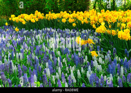Blau und Weiß bluebell Blumenbeet Fluss und Narzissen in der niederländischen Park Keukenhof, Niederlande Stockfoto
