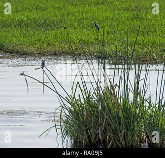 Paar pied Eisvogel ceryle rudis Wild Bird thront auf Gras Schilf des Flusses Feuchtgebiete Feuchtgebiete Stockfoto