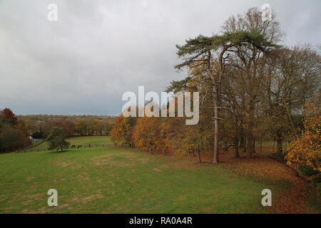 Wunderschöne Bäume in einem Park in der Normandie im Winter/Arbres magnifiques Dans un parc en hiver en Normandie Stockfoto