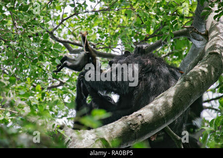Östliche Schimpanse (Pan troglodytes schweinfurthii) Fütterung auf getötet Colobus Monkey, Gombe Stream Nationalpark, Tansania Stockfoto