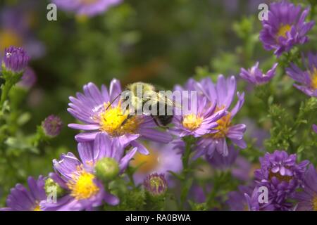 Hummel auf lila Astern Stockfoto