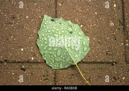 Regen fällt auf einen Umgestürzten Pappel Blatt Stockfoto