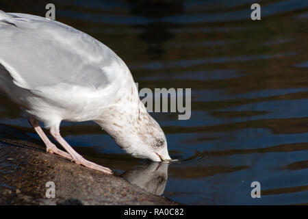 Nahaufnahme von einer Möwe nähert sich ein Körper von Wasser für einen Drink. Stockfoto