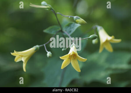 Gelbe Waxbells (Kirengeshoma palmate) Stockfoto