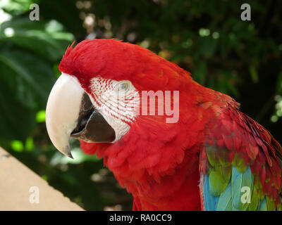 GREEN WINGED MACAW (Ara chloropterus) Foto: Tony Gale Stockfoto