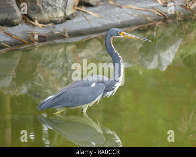 Dreifarbige HERON Egretta tricolor auf Hispaniola. Stockfoto