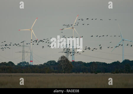 Kranich (Grus Grus) große Herde fliegen und landen vor Windenergieanlagen, Hessen, Deutschland Stockfoto