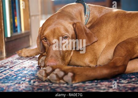 Ein vizsla Hund liegend auf einem Teppich auf dem Boden. Stockfoto