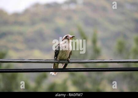 Kookaburra thront über Power Line mit Insekt in seinen Mund Stockfoto