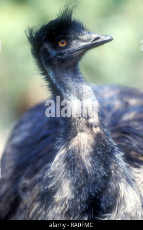 Porträt EINES EMU (DROMAIUS NOVAEHOLLANDIAE) South Australia. Stockfoto