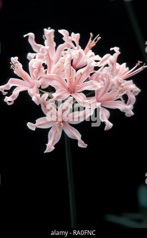 NAHE AUFNAHME EINER EINZELNEN ROSA NERINE BOWDENII-HYBRIDBLUME 'KYLEE'. Stockfoto