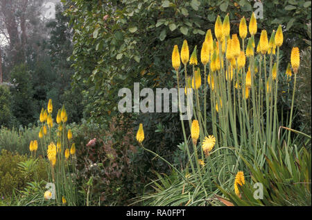 Garten SZENE MIT "gelben Hammer''' BIENEN' 'Zitrone (HOT POKER ODER TASCHENLAMPE LILIEN) KNIPHOFIA. Australien Stockfoto