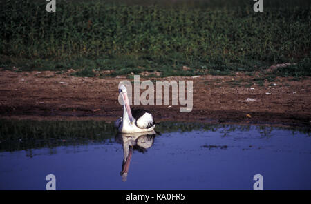 Pelikan (PELECANUS CONSPICILLATUS) im Kakadu National Park, Northern Territory, Australien. Stockfoto