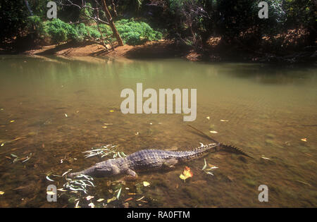 Süßwasser KROKODIL BEKANNT ALS 'FRESHIE' (CROCODYLUS JOHNSTONI) Windjana Gorge, WESTERN AUSTRALIA Stockfoto