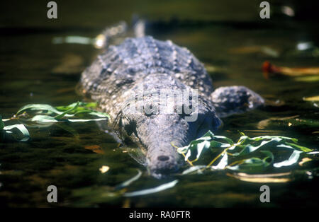 Süßwasser KROKODIL BEKANNT ALS 'FRESHIE' (CROCODYLUS JOHNSTONI) Windjana Gorge, WESTERN AUSTRALIA Stockfoto