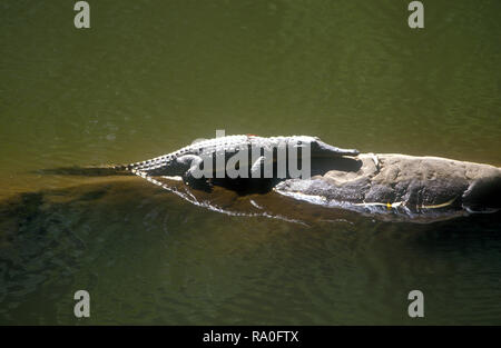 Süßwasser KROKODIL BEKANNT ALS 'FRESHIE' (CROCODYLUS JOHNSTONI) LIEGT AUF EINEM FELSEN IM WASSER, Windjana Gorge, WESTERN AUSTRALIA Stockfoto