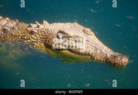 Salzwasser Krokodil (CROCODYLUS POROSUS) Wildlife Park, WESTERN AUSTRALIA Stockfoto