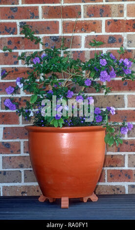 TERRACOTTA Garten Topf von Gestern - Heute - Morgen (BRUNFELSIA PAUCIFLORA) Stockfoto