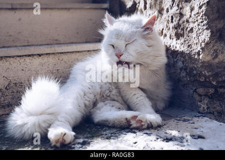 Süße Katze selbst waschen auf der Straße. Cat selbst Reinigung auf der Straße, unter der Sonne. Er ist gegen eine schöne alte Steinmauer. Street cat als faul. Stockfoto