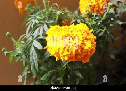 Schöne Anlage der Ringelblume mit frischen Blumen Stockfoto