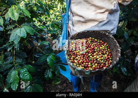 Kaffeepflanzer Kommissionierung reife Kirsche Bohnen. Stockfoto