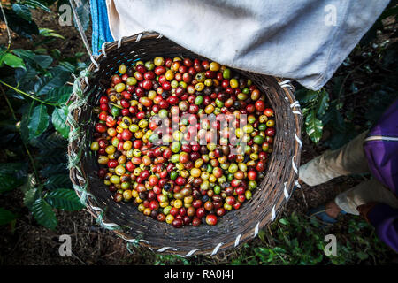 Kaffeepflanzer Kommissionierung reife Kirsche Bohnen. Stockfoto