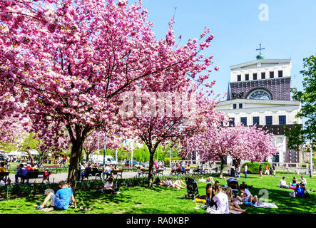 Rosa Kirschbäume blühen im Frühling, Jiriho z Podebrad Square, Vinohrady, Prag, Tschechische Republik Europa Menschen genießen ein Picknick im Spring City Park Stockfoto