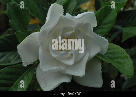 Schöne Gardenia White regnerischen Tag! Stockfoto