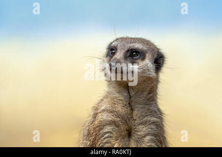 Die erdmännchen oder erdmännchen ist ein kleines carnivoran vom mongoose Familie. Erdmännchen leben in Botswana, Namibia, Angola und in Südafrika. Stockfoto