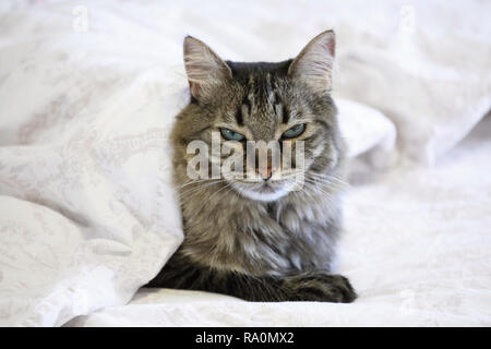 Süße schwarze und graue Katze liegend auf Bett unter einem weißen Quilt mit verschlafenen Gesicht Stockfoto