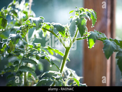 Jungen Tomatenpflanzen in den Morgen. Tomate Sämlinge. Tau, sun Stockfoto