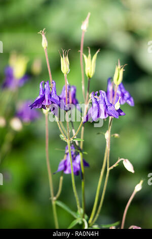 Ein Aquilegia Flabellata Blume vom Regen Stockfoto