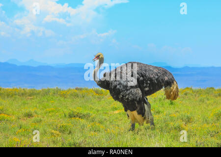 Afrikanischen wilden Straußen auf Gras Hintergrund im Grasland von Mountain Zebra National Park, Eastern Cape, Südafrika. Kopieren Sie Raum mit Gras und blauer Himmel Stockfoto